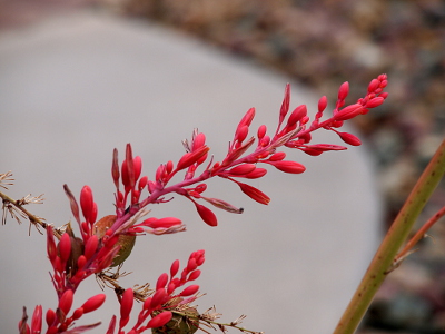 [The blooms on this plant are nothing like the yucca plant at the top of the page. These blooms are small, slender and pinkish in color on a slender stem. Like the other yucca plant all the blooms come off the same stem and there are no 'leaves' on this stem.]